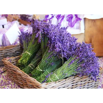 Fresh Lavender Flower